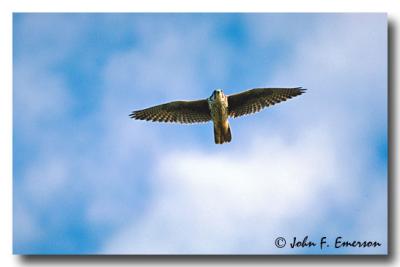 Prairie Falcon in Flight