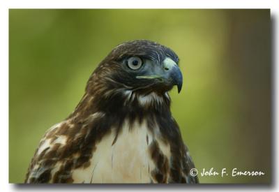 Red-Tail Hawk, Juvenile (C)