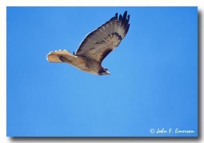 Red-Tailed Hawk in Flight