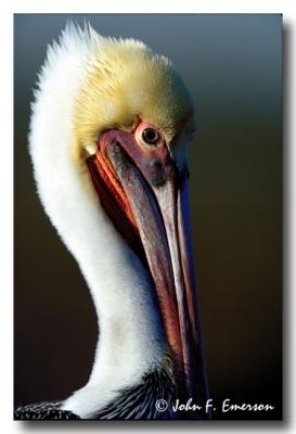 Brown Pelican