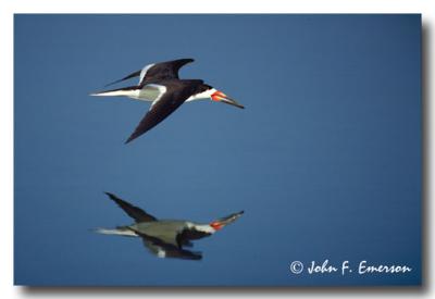 Black Skimmer in Flight