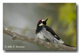 Acorn Woodpecker, Male