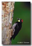 Acorn Woodpecker, Female