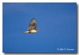 Ferruginous Hawk in Flight