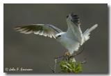 White-Tailed Kite