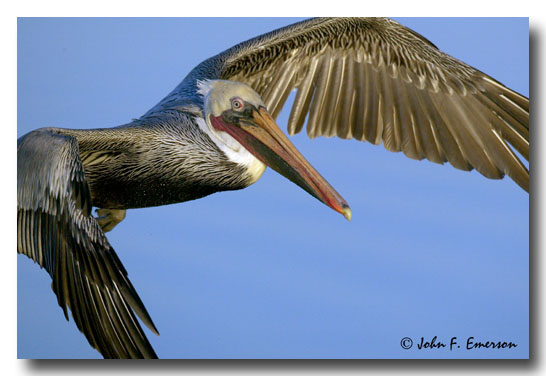 Brown Pelican in Flight