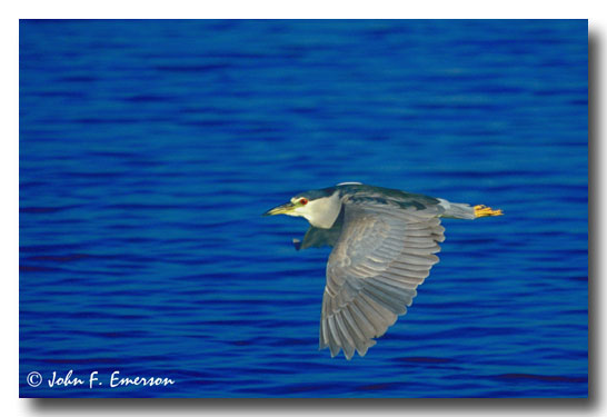 Black-Crowned Night Heron in Flight