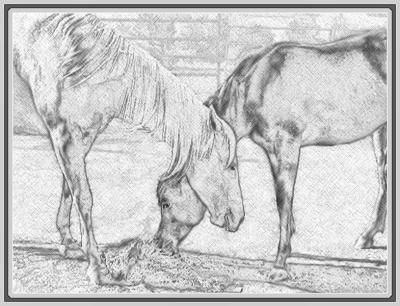 Sketch of Horses