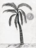 Palm-tree (graphite)