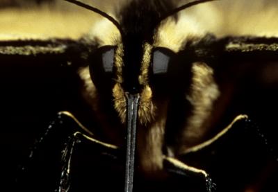 butterfleye