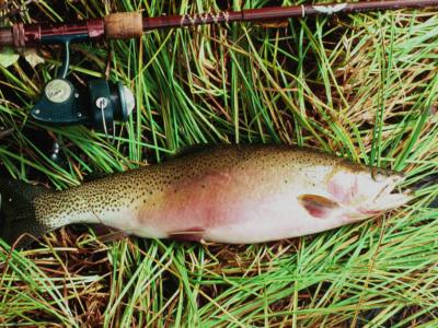 Westlope Cutthroat Trout