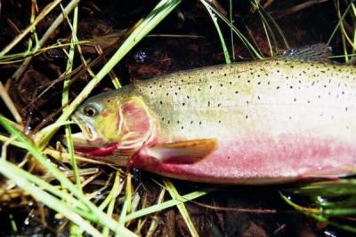 Weslope Cutthroat Trout