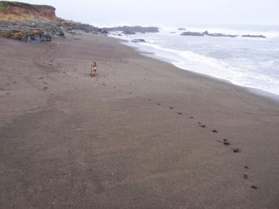 Pawprints In The Sand.jpg