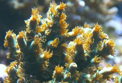 Acropora sarmentosa