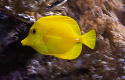 Yellow Tang