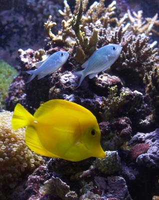 Yellow tang and friends