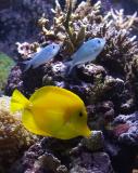 Yellow tang and friends