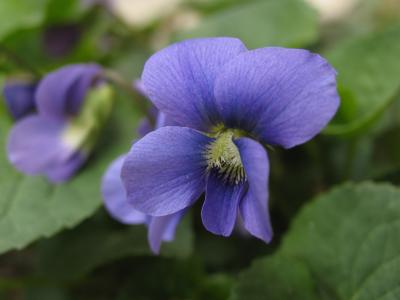 Violets