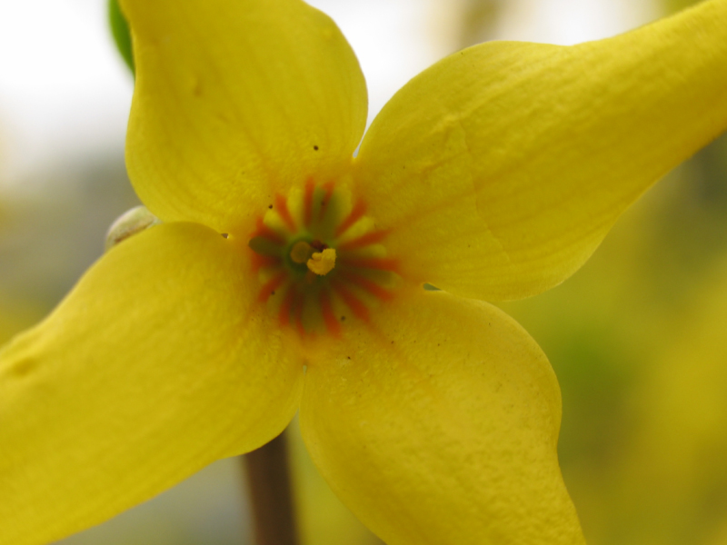 Forsythia 1