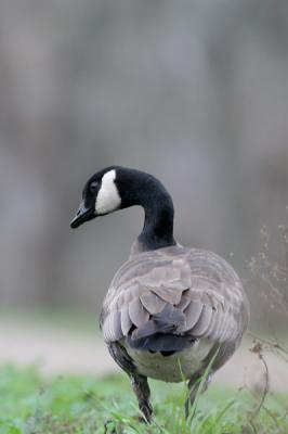 Cackling goose