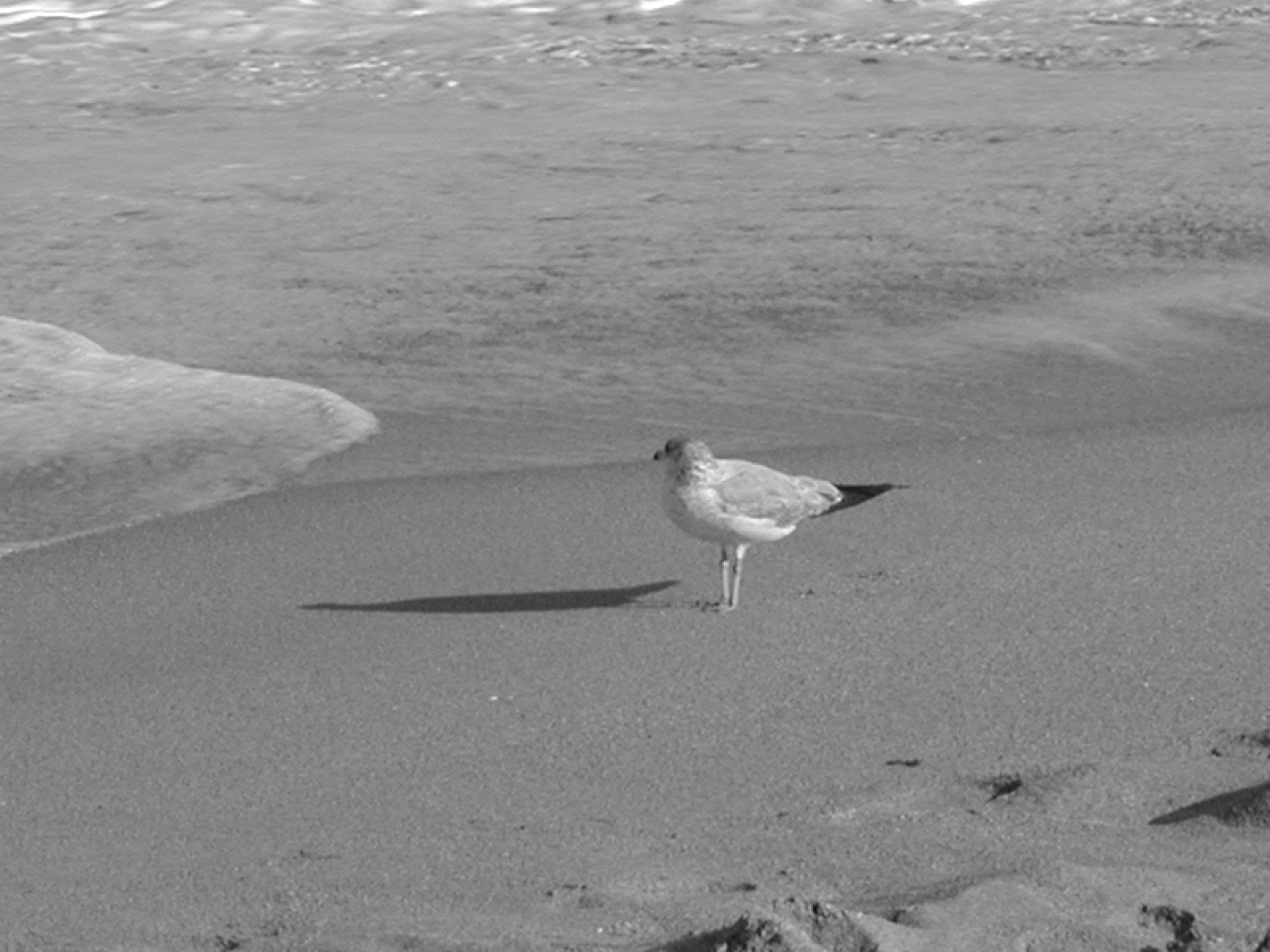 A Seagull ... Who Cares ...