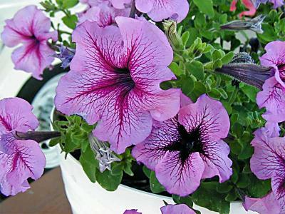 Petunias-quickfix.jpg