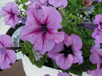 Petunias-highpass.jpg
