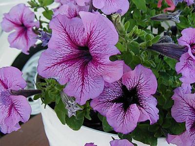 Petunias-splitthesharp.jpg