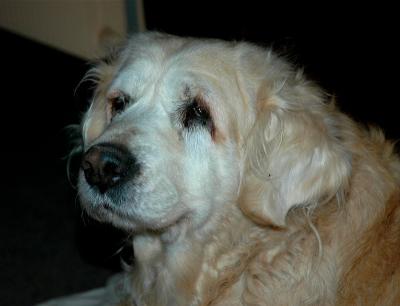 My old dog