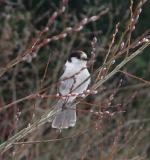 Gray Jay