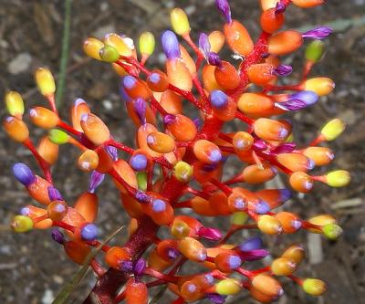 50macro_8.jpg