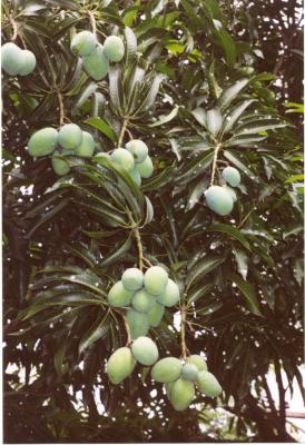 Fruit Tree in SP Brazil.jpg