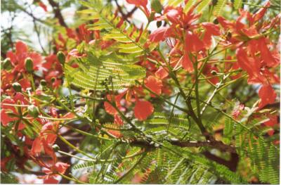 u14/joanel/medium/8500805.FloweringtreeinSaoPaulo.jpg