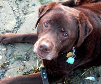 Mollie on beach April 10 2005 p.jpg