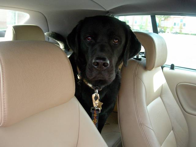 My back seat driver April 25 2005 p.jpg