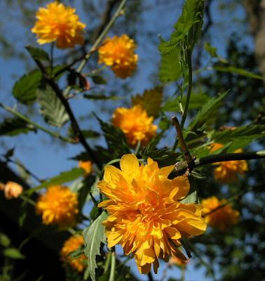 Anyone know this flower ?  It's Japanese something, but I can't remember the name.