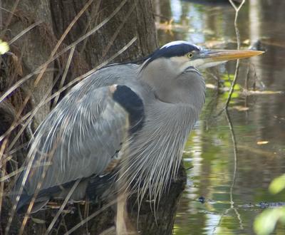 DSC_3984c.jpg