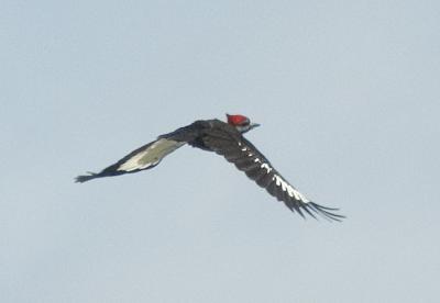 DSC_8871.jpg