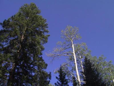 Pine&aspen.jpg