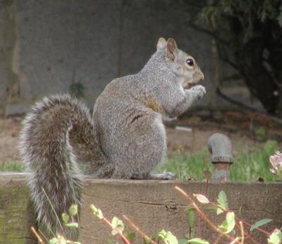Squirrel