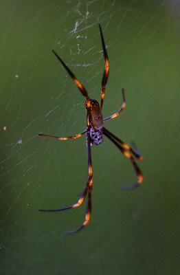 Golden Orb Spider