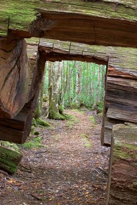 Lyrebird nature walk