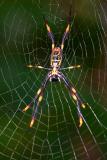 Golden Orb Spider