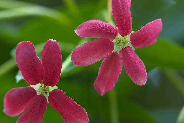 Rangoon Creeper