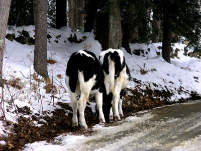 Wandering Cows