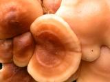 Mushroom group