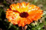 Orange flower