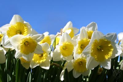 4.7 - Daffodil