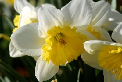 Daffodil