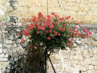 bougainvillea , exterior of santa domingo